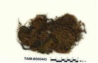 藏品(大羽苔)的圖片